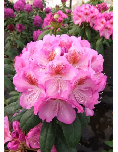 'Kazimierz Odnowiciel' ROYAL VIOLET - różanecznik wielkokwiatowy
Rhododendron hybridum 'Kazimierz Odnowiciel' ROYAL VIOLET