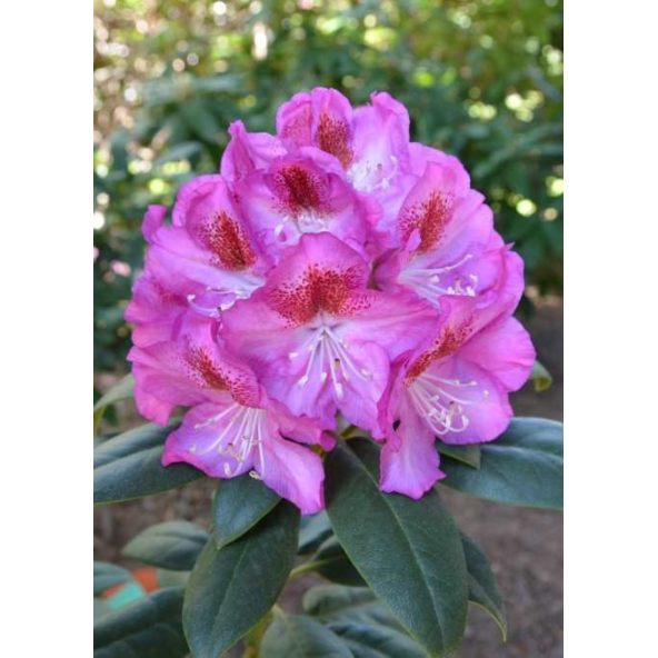 'Kazimierz Odnowiciel' ROYAL VIOLET - różanecznik wielkokwiatowy
Rhododendron hybridum 'Kazimierz Odnowiciel' ROYAL VIOLET
