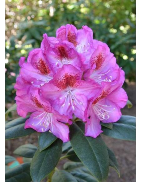 'Kazimierz Odnowiciel' ROYAL VIOLET - różanecznik wielkokwiatowy
Rhododendron hybridum 'Kazimierz Odnowiciel' ROYAL VIOLET