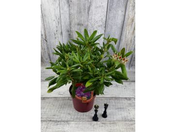 'Kazimierz Odnowiciel' ROYAL VIOLET - różanecznik wielkokwiatowy
Rhododendron hybridum 'Kazimierz Odnowiciel' ROYAL VIOLET 2
