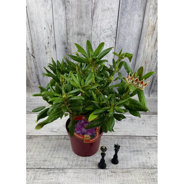 'Kazimierz Odnowiciel' ROYAL VIOLET - różanecznik wielkokwiatowy
Rhododendron hybridum 'Kazimierz Odnowiciel' ROYAL VIOLET