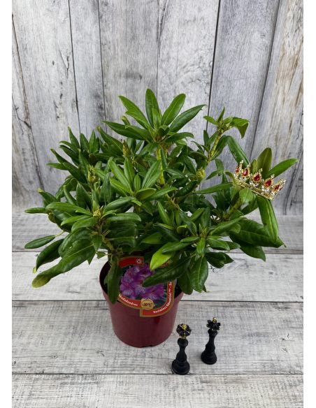 'Kazimierz Odnowiciel' ROYAL VIOLET - różanecznik wielkokwiatowy
Rhododendron hybridum 'Kazimierz Odnowiciel' ROYAL VIOLET