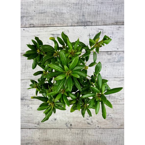 'Kazimierz Odnowiciel' ROYAL VIOLET - różanecznik wielkokwiatowy
Rhododendron hybridum 'Kazimierz Odnowiciel' ROYAL VIOLET