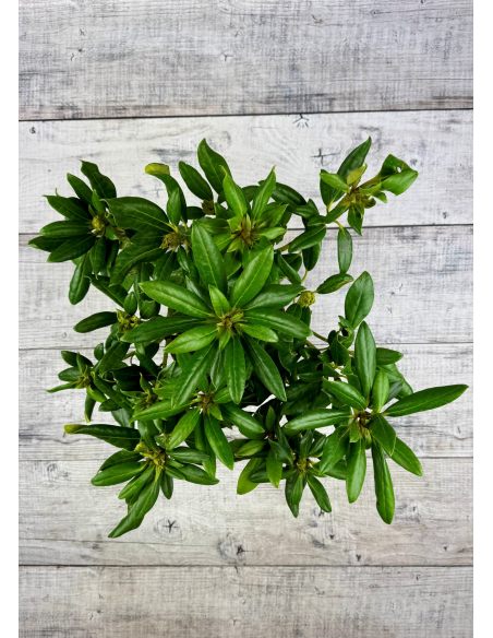 'Kazimierz Odnowiciel' ROYAL VIOLET - różanecznik wielkokwiatowy
Rhododendron hybridum 'Kazimierz Odnowiciel' ROYAL VIOLET