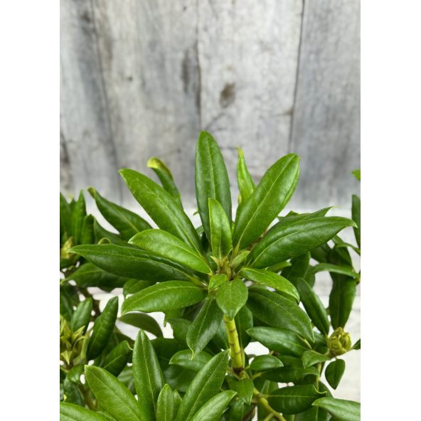 'Kazimierz Odnowiciel' ROYAL VIOLET - różanecznik wielkokwiatowy
Rhododendron hybridum 'Kazimierz Odnowiciel' ROYAL VIOLET