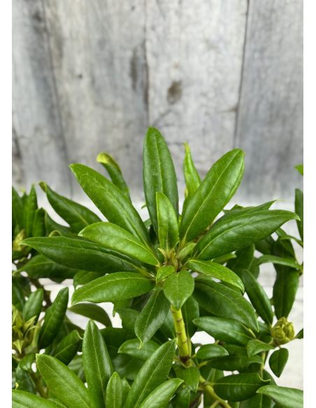 'Kazimierz Odnowiciel' ROYAL VIOLET - różanecznik wielkokwiatowy
Rhododendron hybridum 'Kazimierz Odnowiciel' ROYAL VIOLET