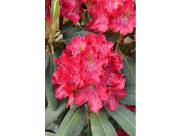'Kazimierz Wielki' ROYAL SCARLET - różanecznik wielkokwiatowy
Rhododendron hybridum 'Kazimierz Wielki' ROYAL SCARLET