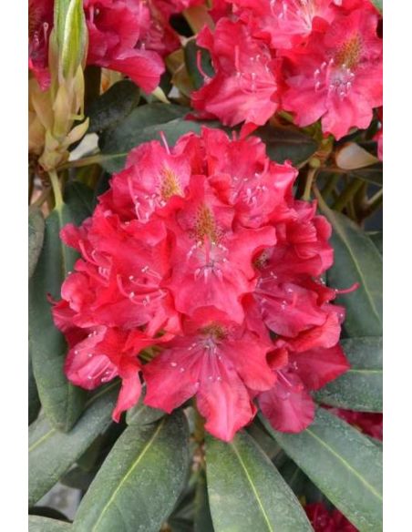 'Kazimierz Wielki' ROYAL SCARLET - różanecznik wielkokwiatowy
Rhododendron hybridum 'Kazimierz Wielki' ROYAL SCARLET