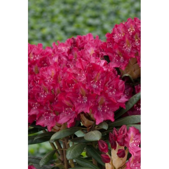 'Kazimierz Wielki' ROYAL SCARLET - różanecznik wielkokwiatowy
Rhododendron hybridum 'Kazimierz Wielki' ROYAL SCARLET
