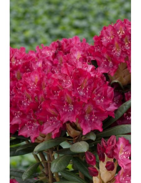 'Kazimierz Wielki' ROYAL SCARLET - różanecznik wielkokwiatowy
Rhododendron hybridum 'Kazimierz Wielki' ROYAL SCARLET