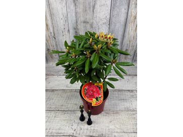 'Kazimierz Wielki' ROYAL SCARLET - różanecznik wielkokwiatowy
Rhododendron hybridum 'Kazimierz Wielki' ROYAL SCARLET 2