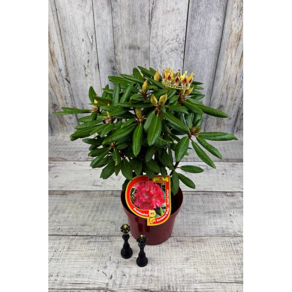 'Kazimierz Wielki' ROYAL SCARLET - różanecznik wielkokwiatowy
Rhododendron hybridum 'Kazimierz Wielki' ROYAL SCARLET