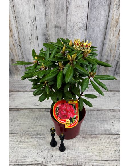 'Kazimierz Wielki' ROYAL SCARLET - różanecznik wielkokwiatowy
Rhododendron hybridum 'Kazimierz Wielki' ROYAL SCARLET