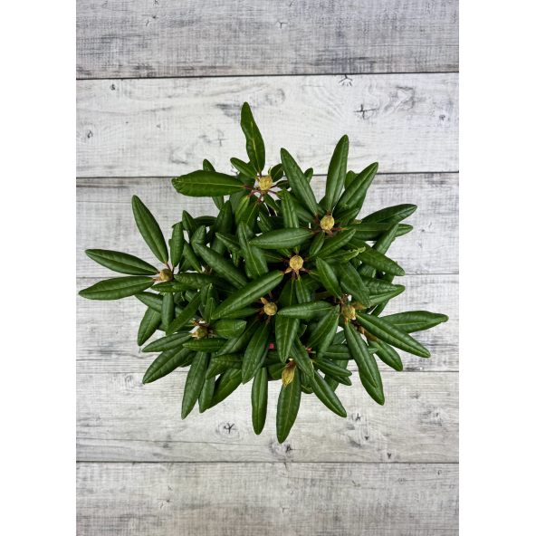 'Kazimierz Wielki' ROYAL SCARLET - różanecznik wielkokwiatowy
Rhododendron hybridum 'Kazimierz Wielki' ROYAL SCARLET