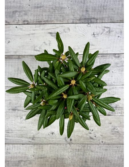 'Kazimierz Wielki' ROYAL SCARLET - różanecznik wielkokwiatowy
Rhododendron hybridum 'Kazimierz Wielki' ROYAL SCARLET