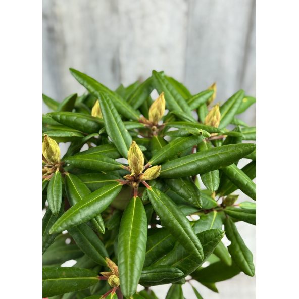 'Kazimierz Wielki' ROYAL SCARLET - różanecznik wielkokwiatowy
Rhododendron hybridum 'Kazimierz Wielki' ROYAL SCARLET