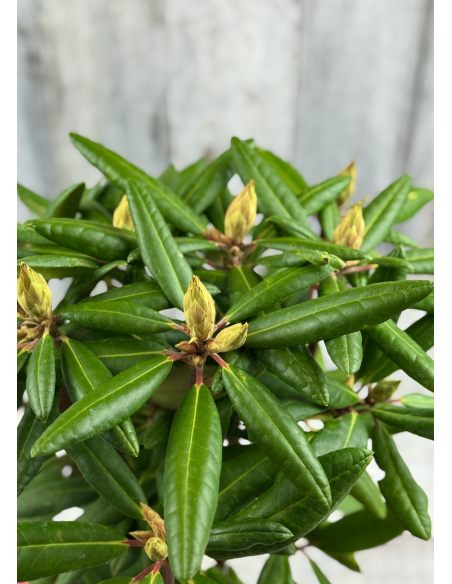 'Kazimierz Wielki' ROYAL SCARLET - różanecznik wielkokwiatowy
Rhododendron hybridum 'Kazimierz Wielki' ROYAL SCARLET