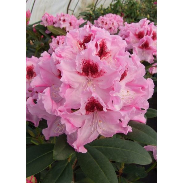 'Królowa Jadwiga' ROYAL BUTTERFLY - różanecznik wielkokwiatowy
Rhododendron hybridum 'Królowa Jadwiga' ROYAL BUTTERFLY