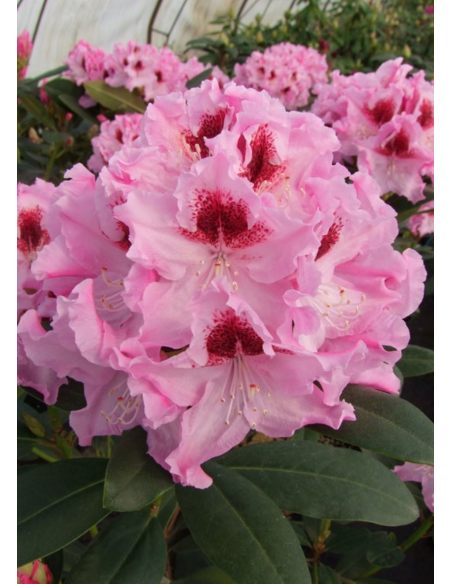 'Królowa Jadwiga' ROYAL BUTTERFLY - różanecznik wielkokwiatowy
Rhododendron hybridum 'Królowa Jadwiga' ROYAL BUTTERFLY