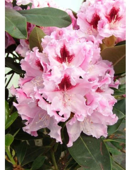 'Królowa Jadwiga' ROYAL BUTTERFLY - różanecznik wielkokwiatowy
Rhododendron hybridum 'Królowa Jadwiga' ROYAL BUTTERFLY