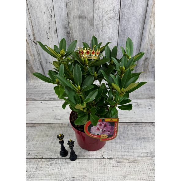 'Królowa Jadwiga' ROYAL BUTTERFLY - różanecznik wielkokwiatowy
Rhododendron hybridum 'Królowa Jadwiga' ROYAL BUTTERFLY