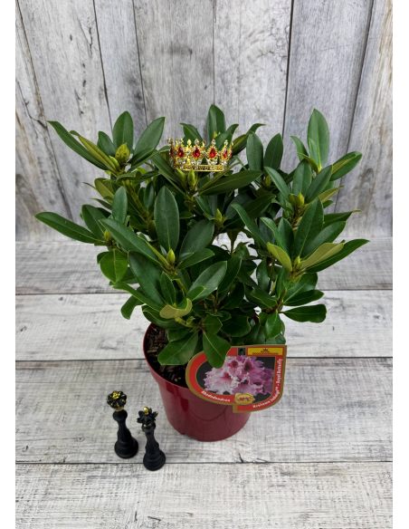 'Królowa Jadwiga' ROYAL BUTTERFLY - różanecznik wielkokwiatowy
Rhododendron hybridum 'Królowa Jadwiga' ROYAL BUTTERFLY