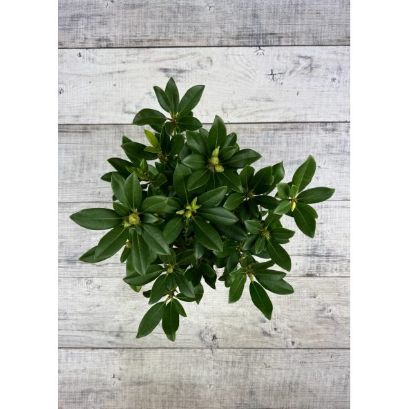 'Królowa Jadwiga' ROYAL BUTTERFLY - różanecznik wielkokwiatowy
Rhododendron hybridum 'Królowa Jadwiga' ROYAL BUTTERFLY