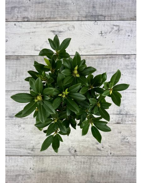 'Królowa Jadwiga' ROYAL BUTTERFLY - różanecznik wielkokwiatowy
Rhododendron hybridum 'Królowa Jadwiga' ROYAL BUTTERFLY