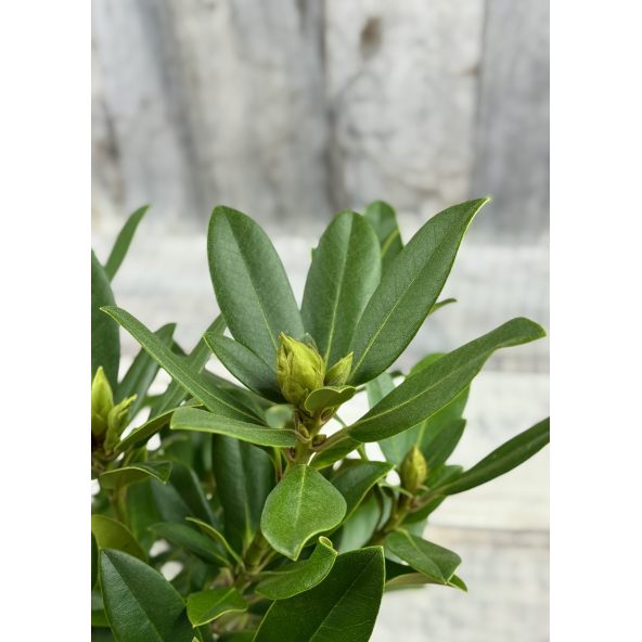 'Królowa Jadwiga' ROYAL BUTTERFLY - różanecznik wielkokwiatowy
Rhododendron hybridum 'Królowa Jadwiga' ROYAL BUTTERFLY