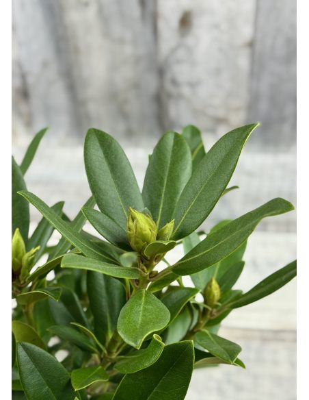 'Królowa Jadwiga' ROYAL BUTTERFLY - różanecznik wielkokwiatowy
Rhododendron hybridum 'Królowa Jadwiga' ROYAL BUTTERFLY