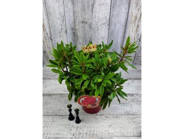 'Władysław Jagiełło' ROYAL RED - różanecznik wielkokwiatowy
Rhododendron hybridum 'Władysław Jagiełło' ROYAL RED 2