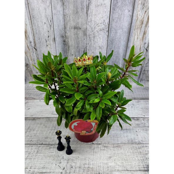 'Władysław Jagiełło' ROYAL RED - różanecznik wielkokwiatowy
Rhododendron hybridum 'Władysław Jagiełło' ROYAL RED