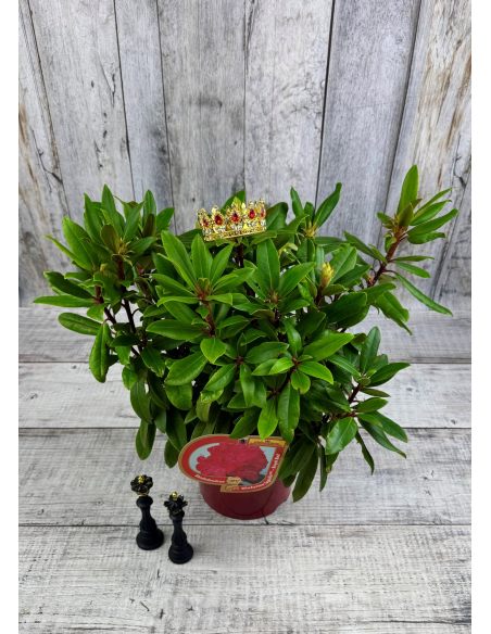 'Władysław Jagiełło' ROYAL RED - różanecznik wielkokwiatowy
Rhododendron hybridum 'Władysław Jagiełło' ROYAL RED