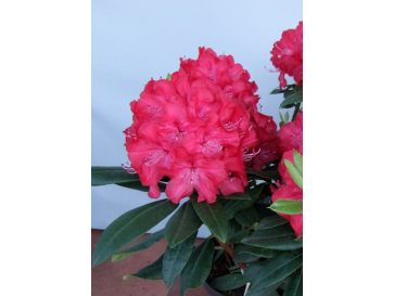 'Władysław Jagiełło' ROYAL RED - różanecznik wielkokwiatowy
Rhododendron hybridum 'Władysław Jagiełło' ROYAL RED