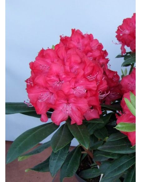 'Władysław Jagiełło' ROYAL RED - różanecznik wielkokwiatowy
Rhododendron hybridum 'Władysław Jagiełło' ROYAL RED