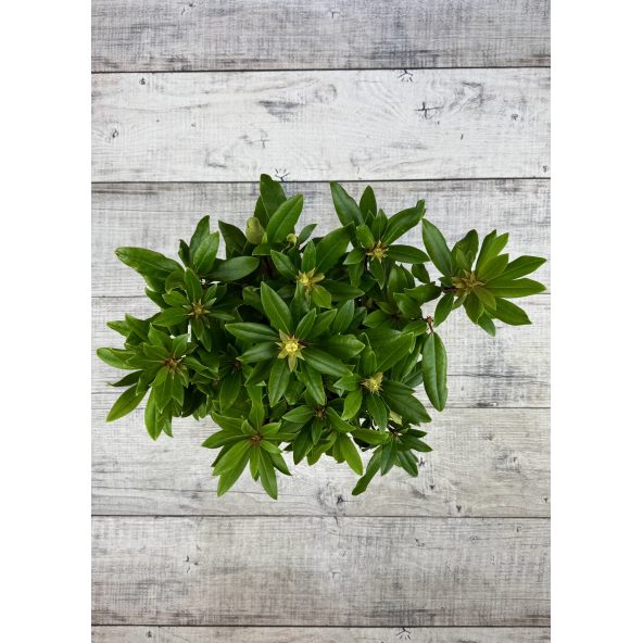 'Władysław Jagiełło' ROYAL RED - różanecznik wielkokwiatowy
Rhododendron hybridum 'Władysław Jagiełło' ROYAL RED