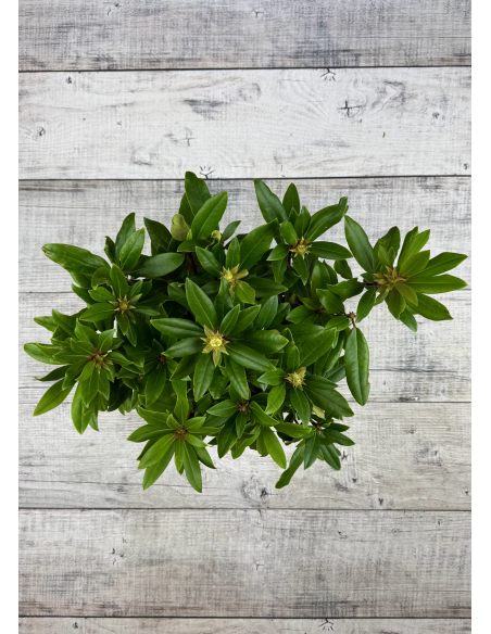 'Władysław Jagiełło' ROYAL RED - różanecznik wielkokwiatowy
Rhododendron hybridum 'Władysław Jagiełło' ROYAL RED