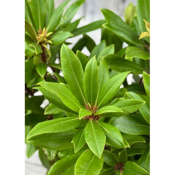 'Władysław Jagiełło' ROYAL RED - różanecznik wielkokwiatowy
Rhododendron hybridum 'Władysław Jagiełło' ROYAL RED