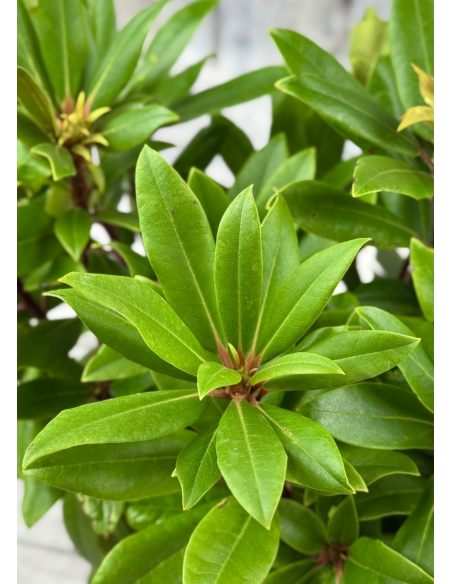 'Władysław Jagiełło' ROYAL RED - różanecznik wielkokwiatowy
Rhododendron hybridum 'Władysław Jagiełło' ROYAL RED