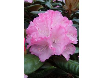 'Władysław Łokietek' ROYAL ROSY - różanecznik jakuszimański
Rhododendron yakushimanum 'Władysław Łokietek' ROYAL ROSY