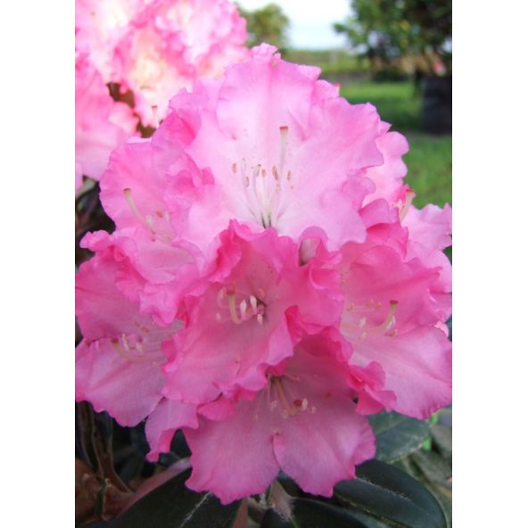 'Władysław Łokietek' ROYAL ROSY - różanecznik jakuszimański
Rhododendron yakushimanum 'Władysław Łokietek' ROYAL ROSY