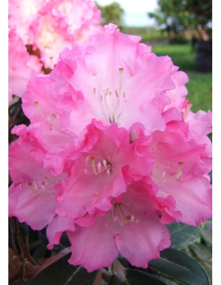 'Władysław Łokietek' ROYAL ROSY - różanecznik jakuszimański
Rhododendron yakushimanum 'Władysław Łokietek' ROYAL ROSY