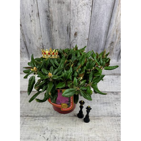 'Władysław Łokietek' ROYAL ROSY - różanecznik jakuszimański
Rhododendron yakushimanum 'Władysław Łokietek' ROYAL ROSY