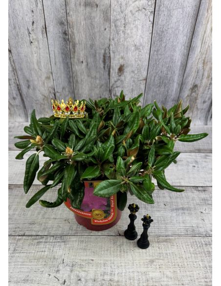 'Władysław Łokietek' ROYAL ROSY - różanecznik jakuszimański
Rhododendron yakushimanum 'Władysław Łokietek' ROYAL ROSY