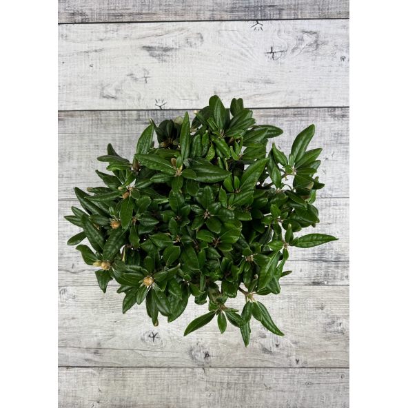 'Władysław Łokietek' ROYAL ROSY - różanecznik jakuszimański
Rhododendron yakushimanum 'Władysław Łokietek' ROYAL ROSY