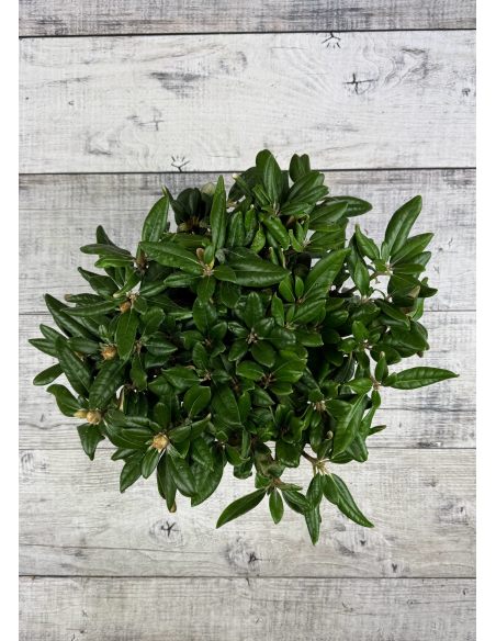 'Władysław Łokietek' ROYAL ROSY - różanecznik jakuszimański
Rhododendron yakushimanum 'Władysław Łokietek' ROYAL ROSY