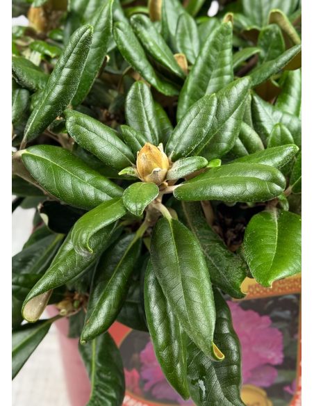 'Władysław Łokietek' ROYAL ROSY - różanecznik jakuszimański
Rhododendron yakushimanum 'Władysław Łokietek' ROYAL ROSY