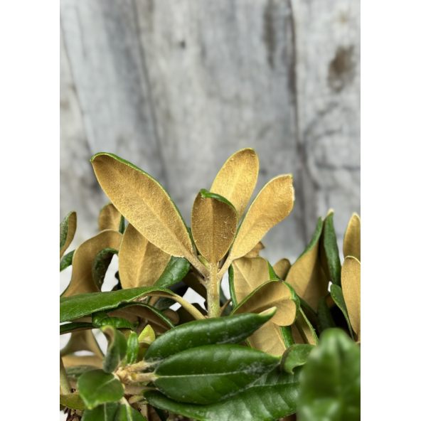 'Władysław Łokietek' ROYAL ROSY - różanecznik jakuszimański
Rhododendron yakushimanum 'Władysław Łokietek' ROYAL ROSY