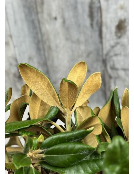 'Władysław Łokietek' ROYAL ROSY - różanecznik jakuszimański
Rhododendron yakushimanum 'Władysław Łokietek' ROYAL ROSY