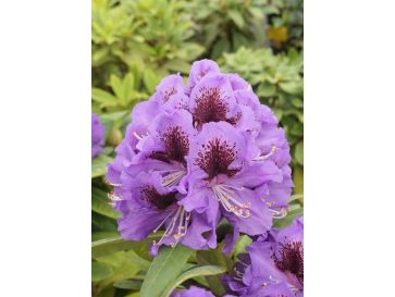 'Jadwiga Zamoyska' - różanecznik wielkokwiatowy
Rhododendron hybridum 'Jadwiga Zamoyska'